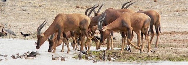 Parc de Waza - Antilopes