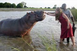 Hippopotame à Garoua