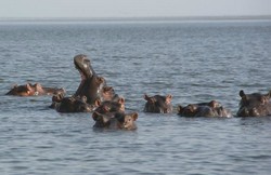 Les hippopotames du Lac Maga