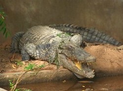 Zoo de Garoua, un crocodile