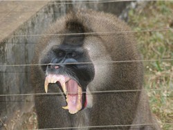 Le zoo de Mvog Betsi à Yaoundé