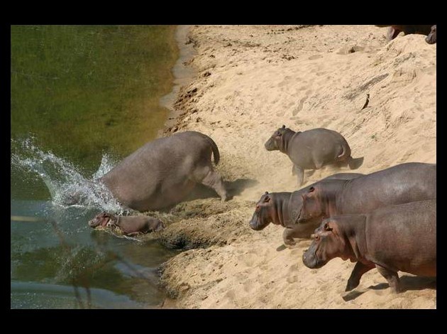 hippopotames2