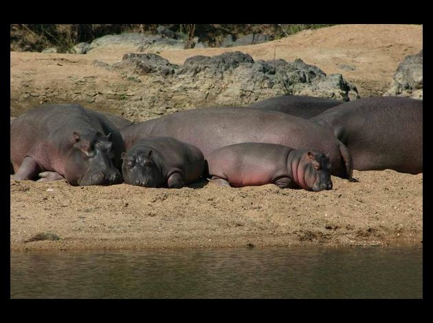 hippopotames3