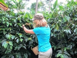 Récolte du café cameroun